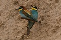 bee-eaters