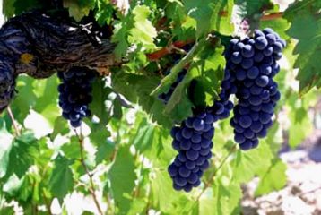 producing grapes