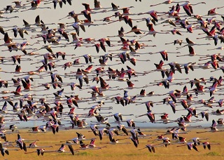 flamingo birds