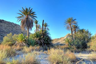 sendero del desierto